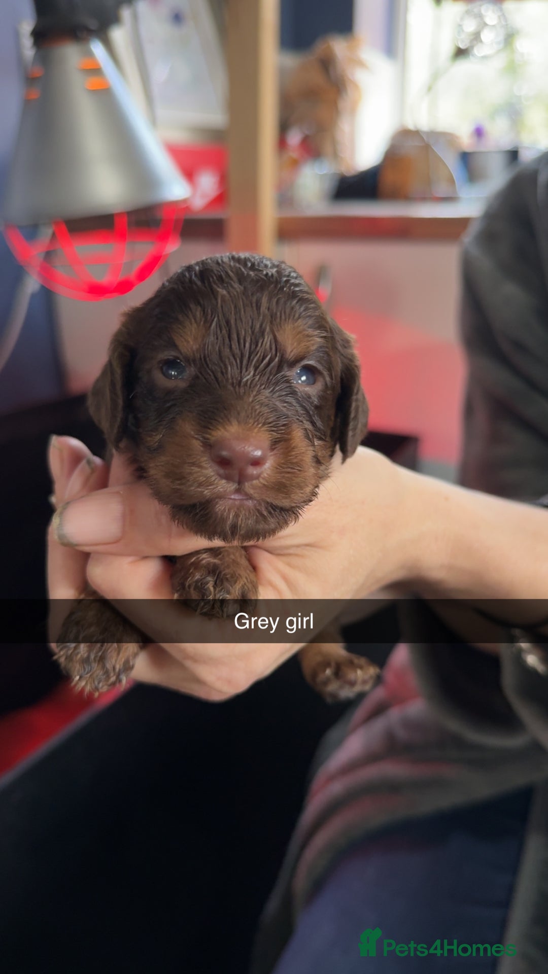 Cockapoo dogs for sale: ABSOLUTELY GORGEOUS F1 COCKAPOO PUPS!! - Image 4