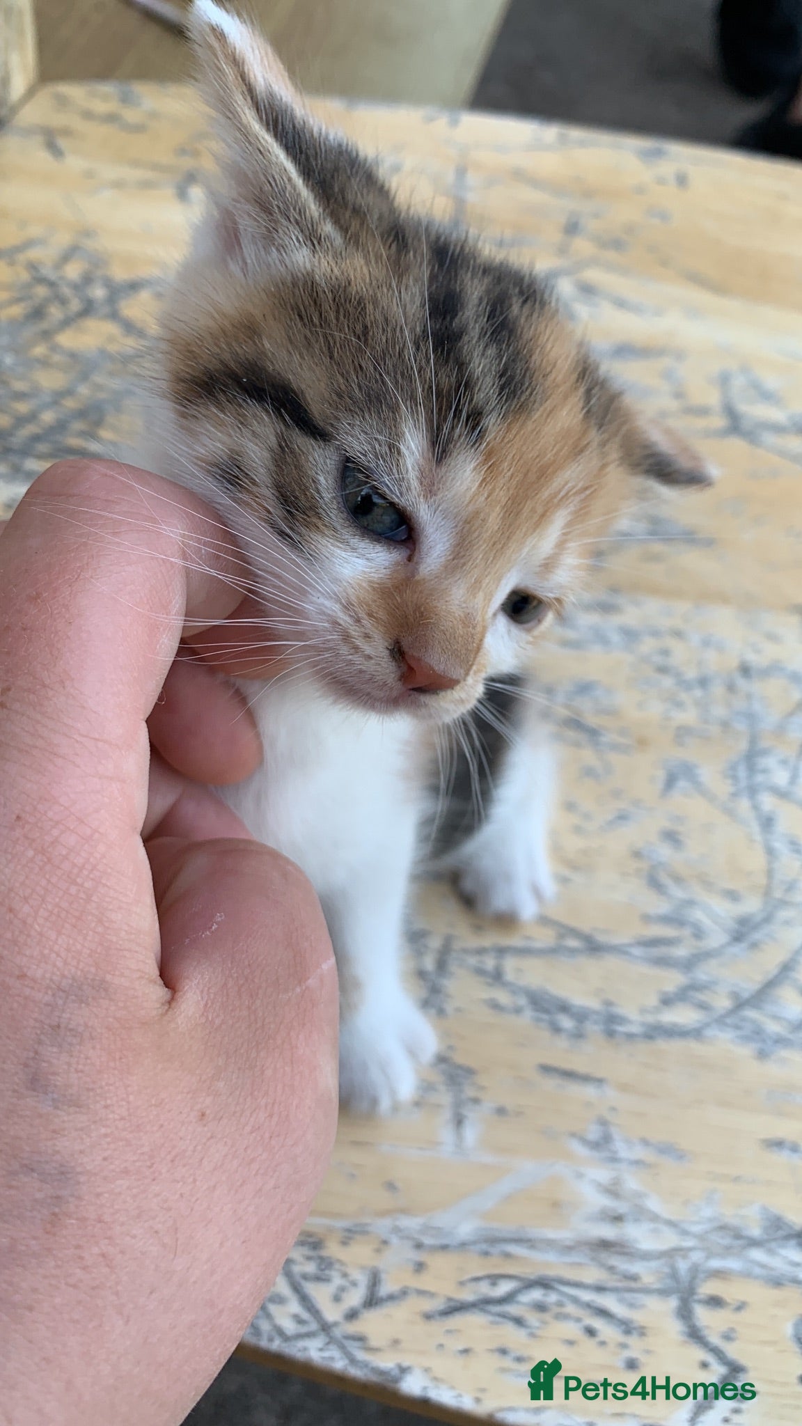 Mixed Breed cats Kittens for sale  - Advert 5