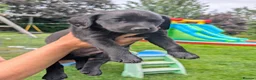 Springador dogs for sale: Springador Puppies - Advert 2