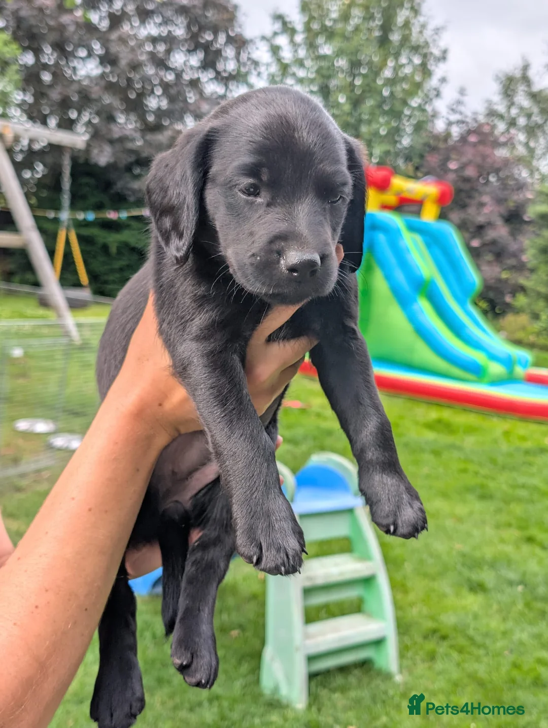 Springador dogs for sale: Springador Puppies - Advert 2