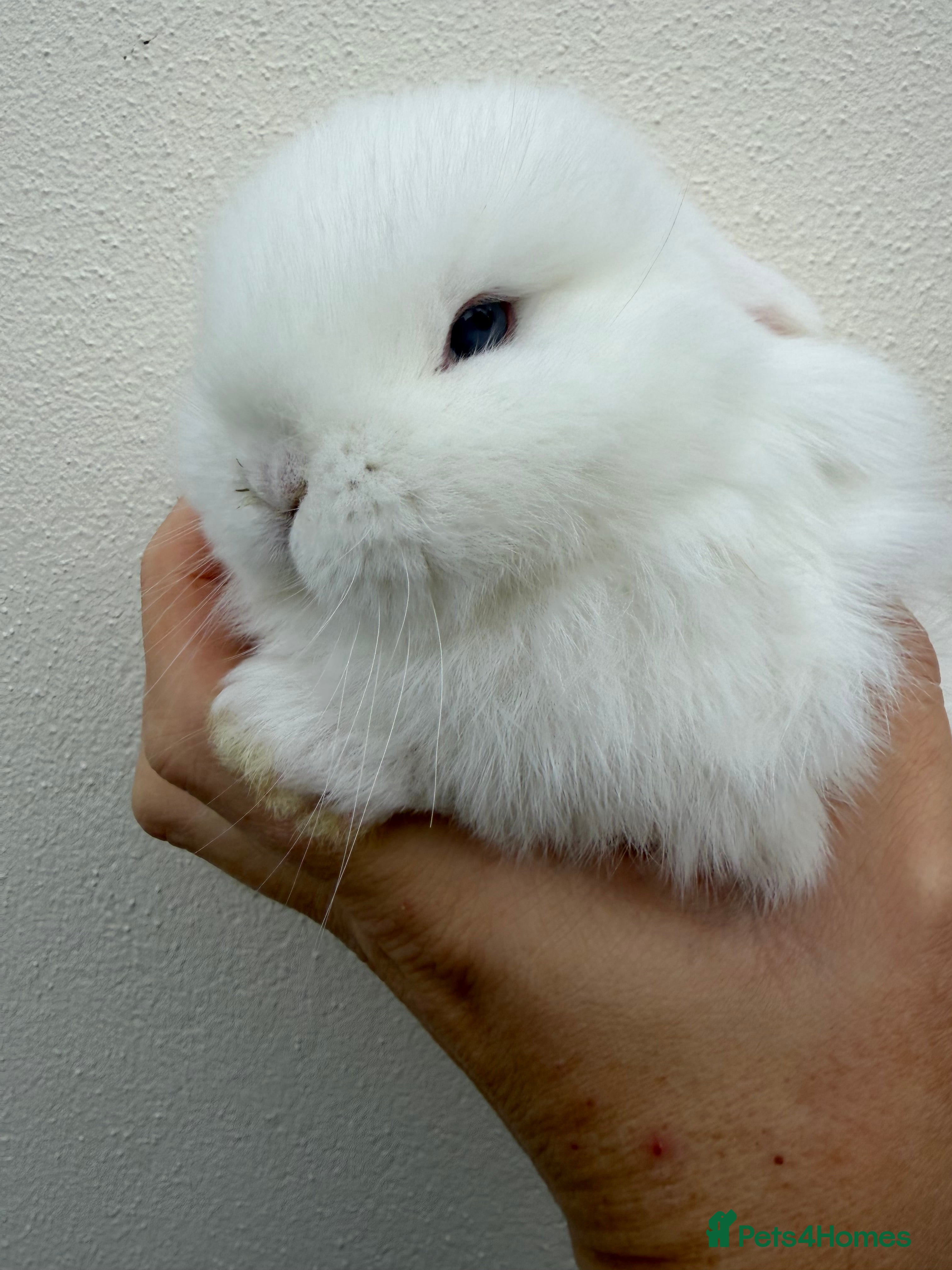 Mini Lop rabbits Purebred BEW Doe *AVAIL TO RESERVE* - Advert 15