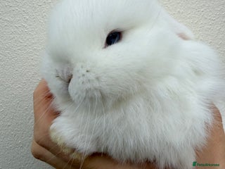 Mini Lop rabbits Purebred BEW Doe *AVAIL TO RESERVE* - Advert 15