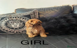 Cockapoo dogs for sale: 1 BOYS LEFT Cockapoo puppies  - Image 4