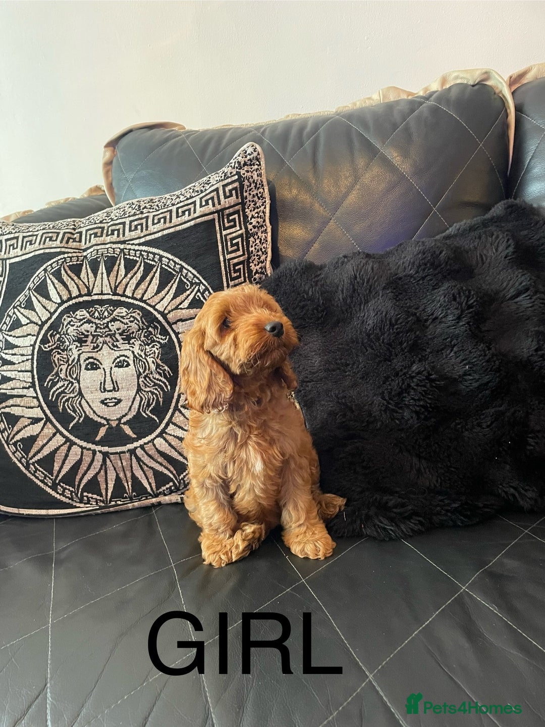 Cockapoo dogs for sale: 1 BOYS LEFT Cockapoo puppies  - Image 4
