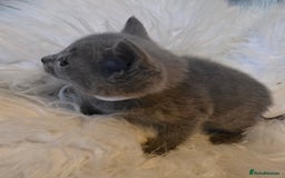 Russian Blue cats for sale: GCCF, CHAMPION SIRED RUSSIAN BLUE KITTENS - Advert 9