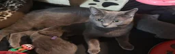 Russian Blue cats for sale: Russian Blue Kittens -ALL BOYS, UREDY TO GO 11.09 - Advert 5