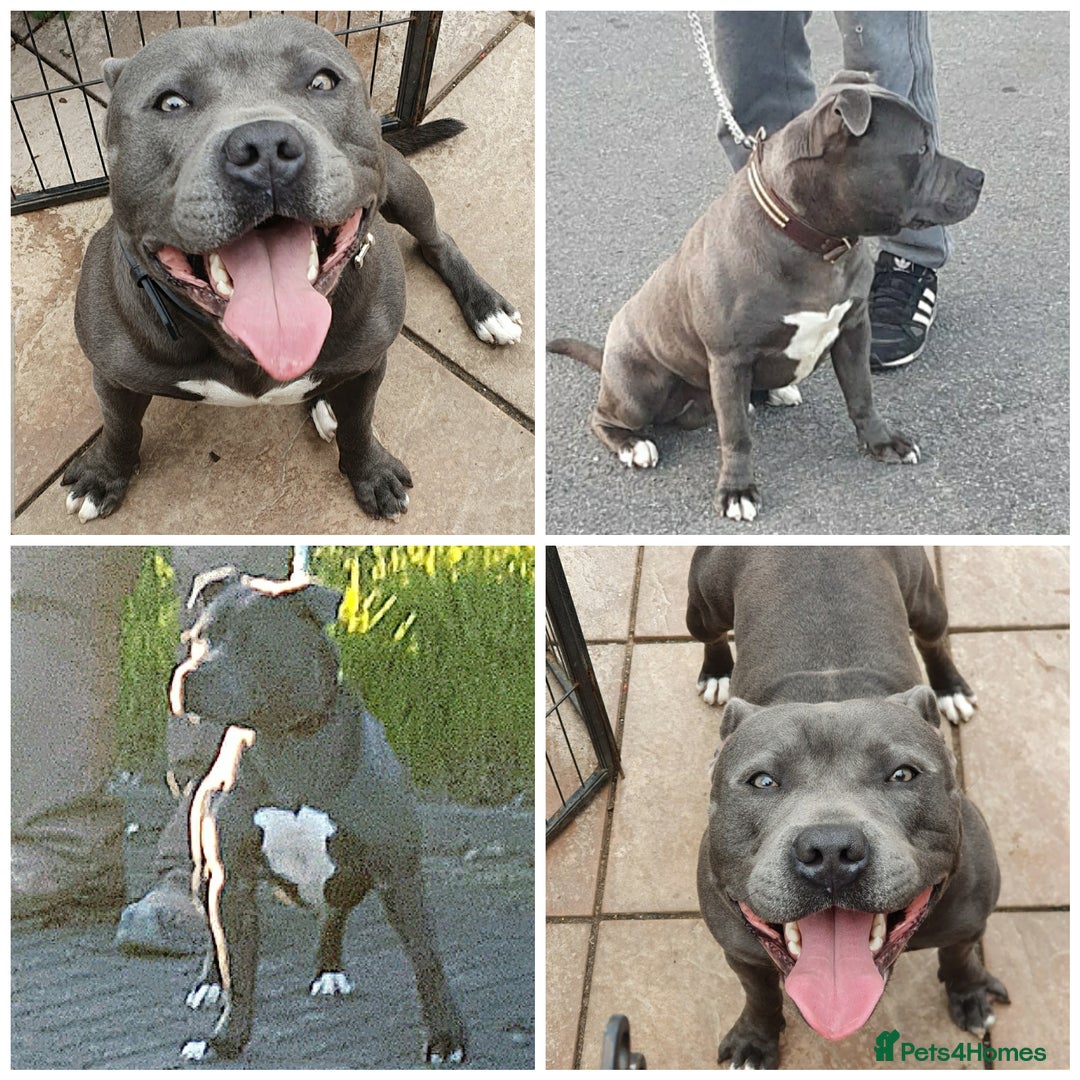 Staffordshire Bull Terrier dogs for sale: Staffordshire Bull Terrier Male - Advert 2