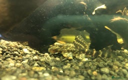 Plecos fish for sale: 2 plecos for free - Image 1
