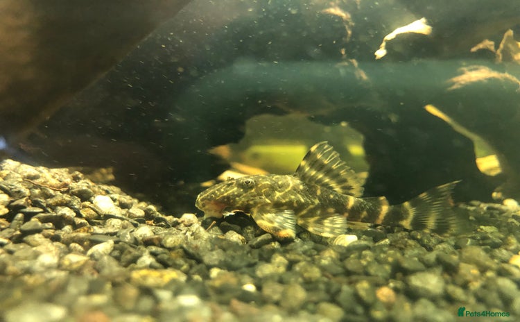 Plecos fish - Advert 1
