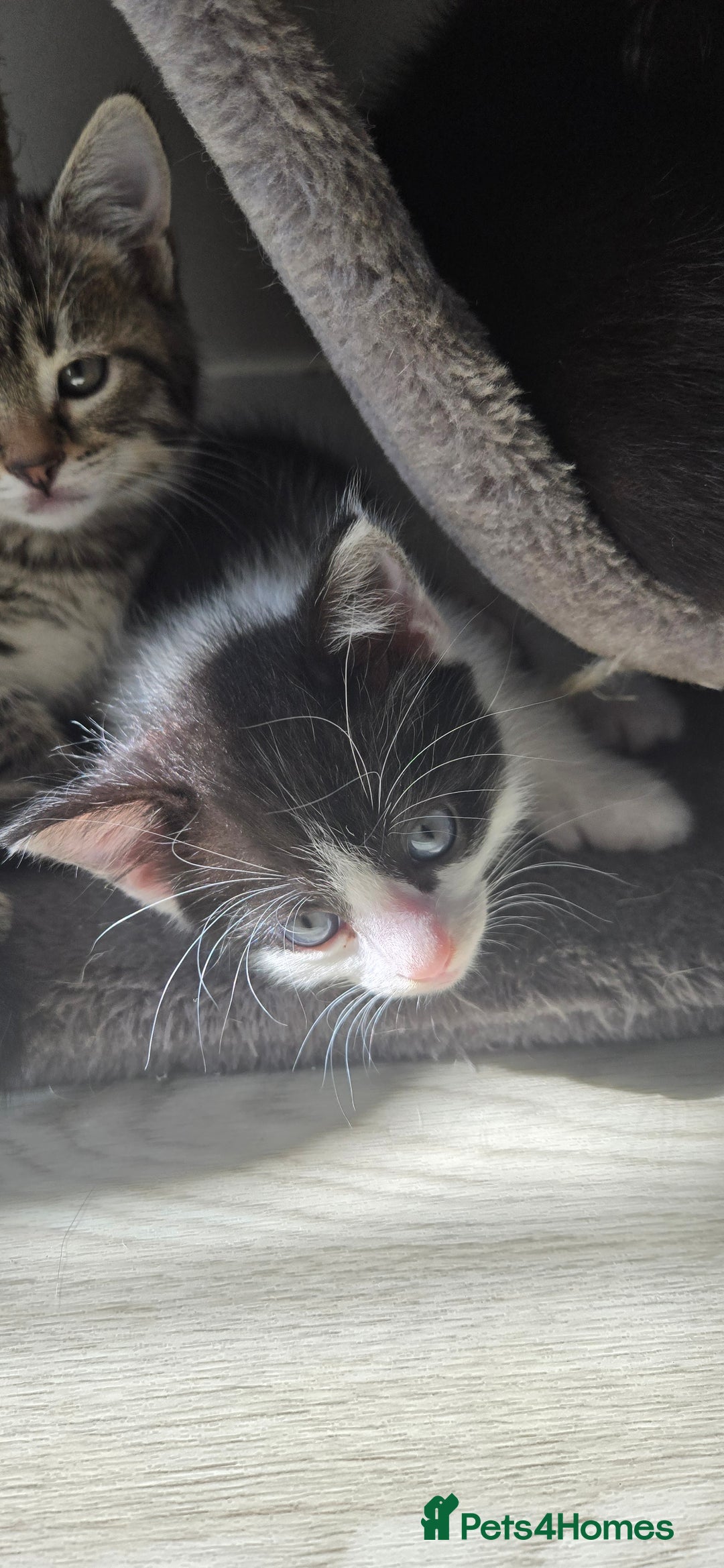Mixed Breed cats for sale: 7 beautiful babies, 2 black/white are polydactyl  - Image 6