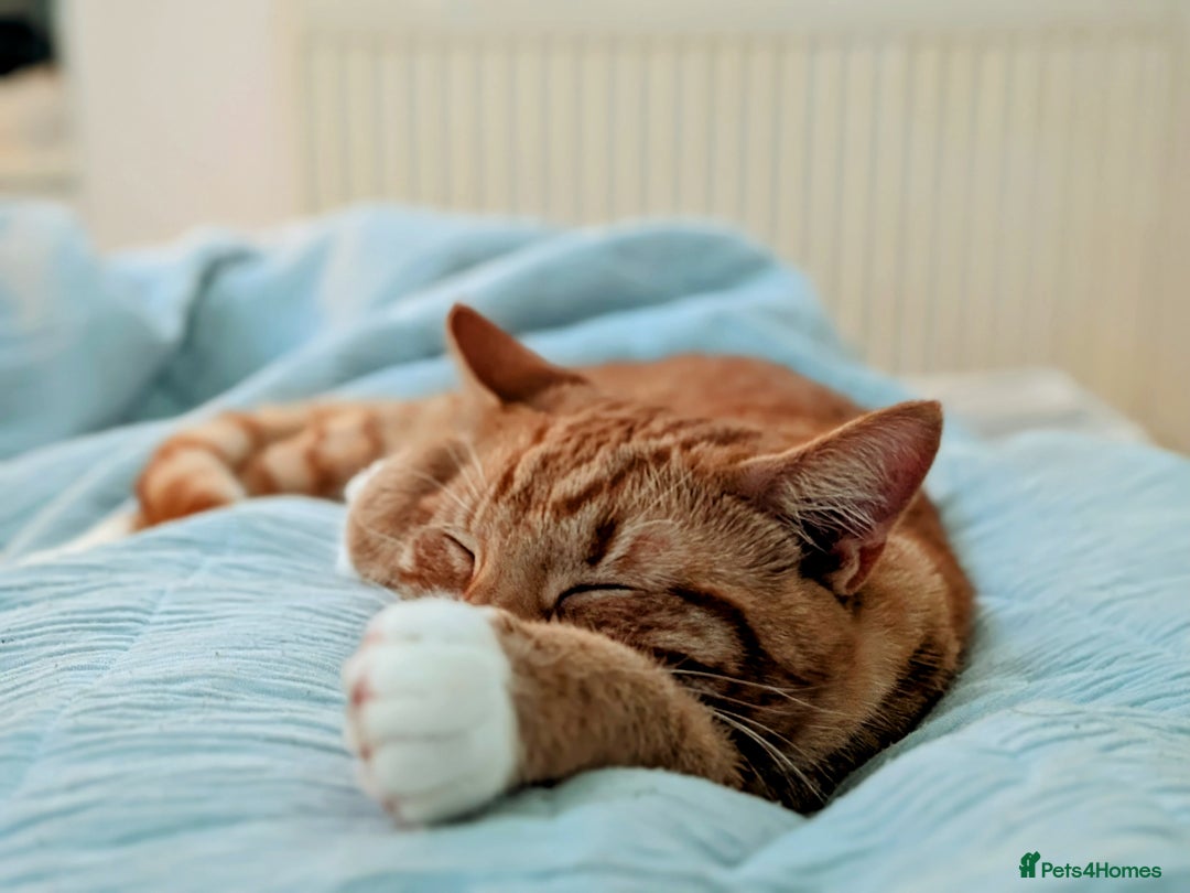 American Shorthair cats for sale: Cute American Shorthair kittens, 2M and 2F - Advert 3