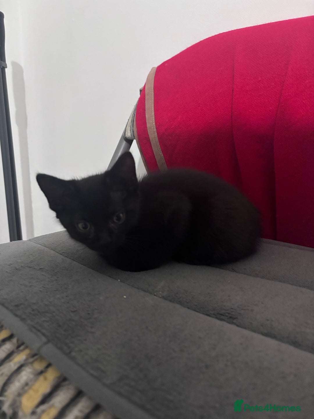Mixed Breed cats for sale: Playful Female Kittens Ready for Forever Homes - Image 4