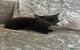 Mixed Breed cats for sale: 3 kittens for sale  - Image 9