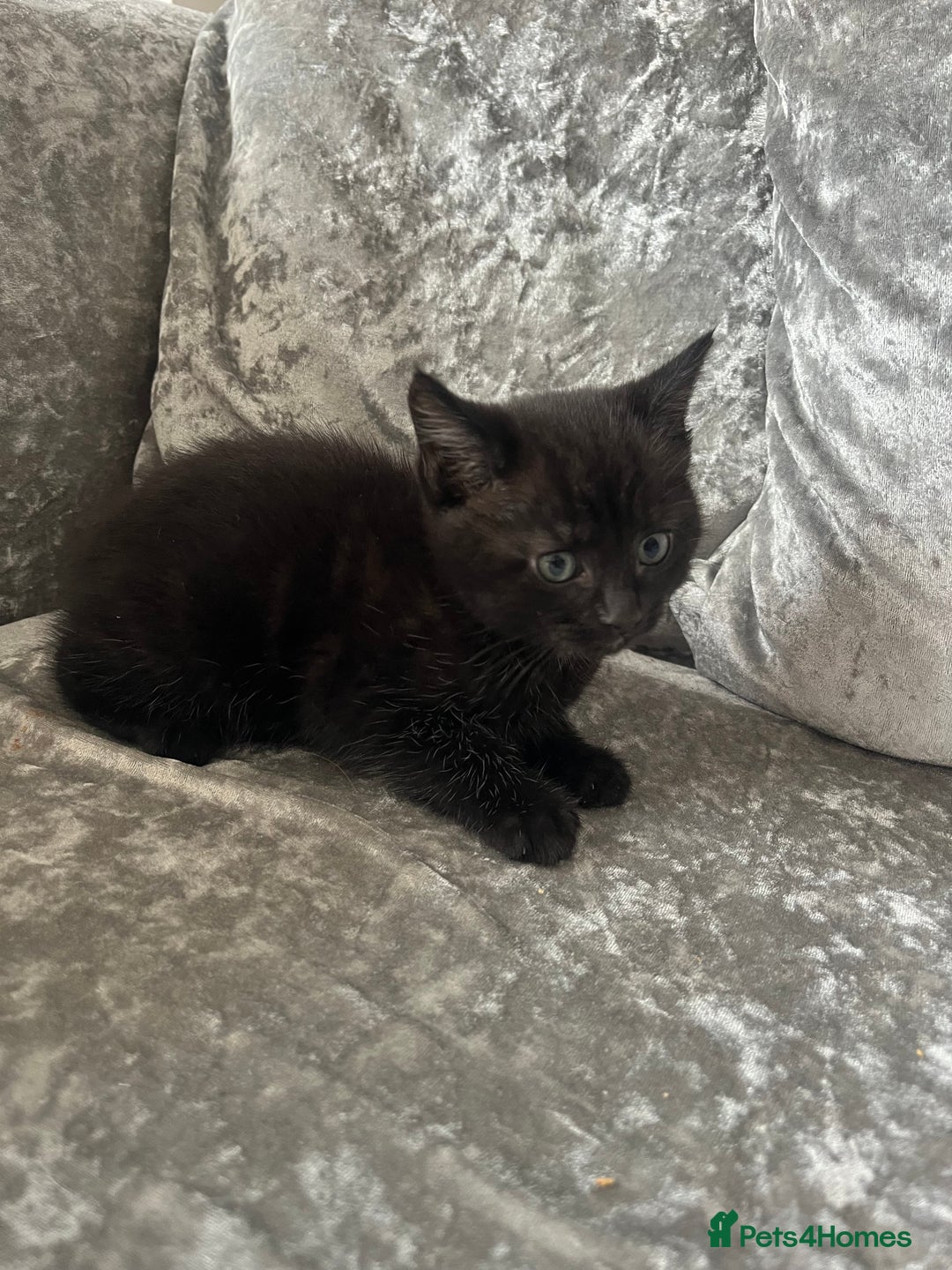 Mixed Breed cats for sale: 3 kittens for sale  - Image 9