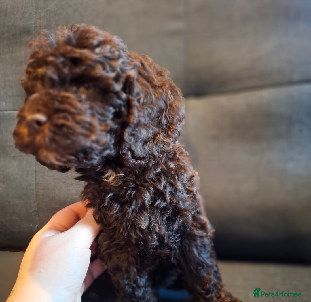 Cockapoo dogs for sale: F1b Health Tested Toy Cockapoo Puppies  - Advert 14