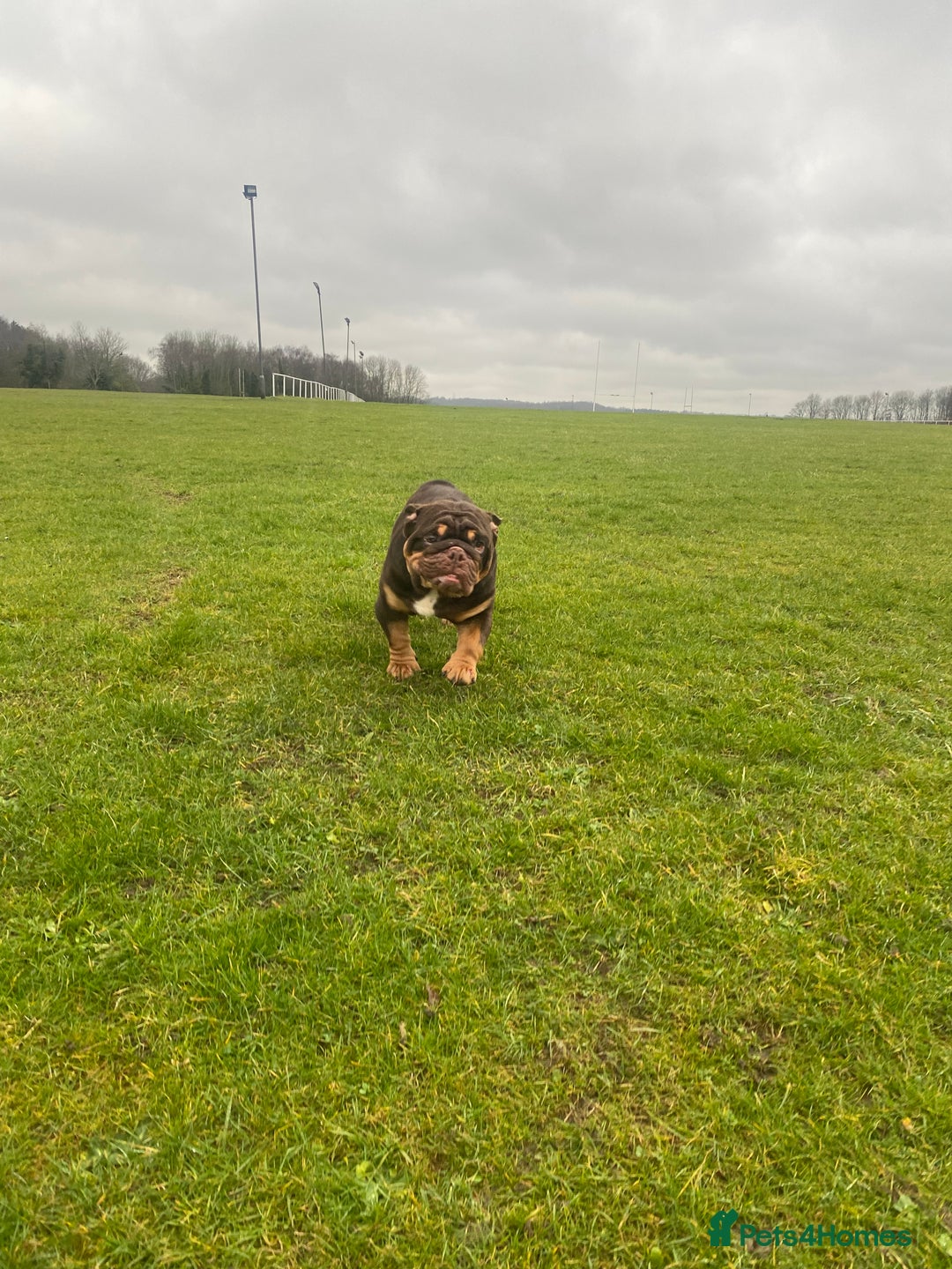 English Bulldog dogs for sale: English Bulldog Pair for Breeding - Image 4