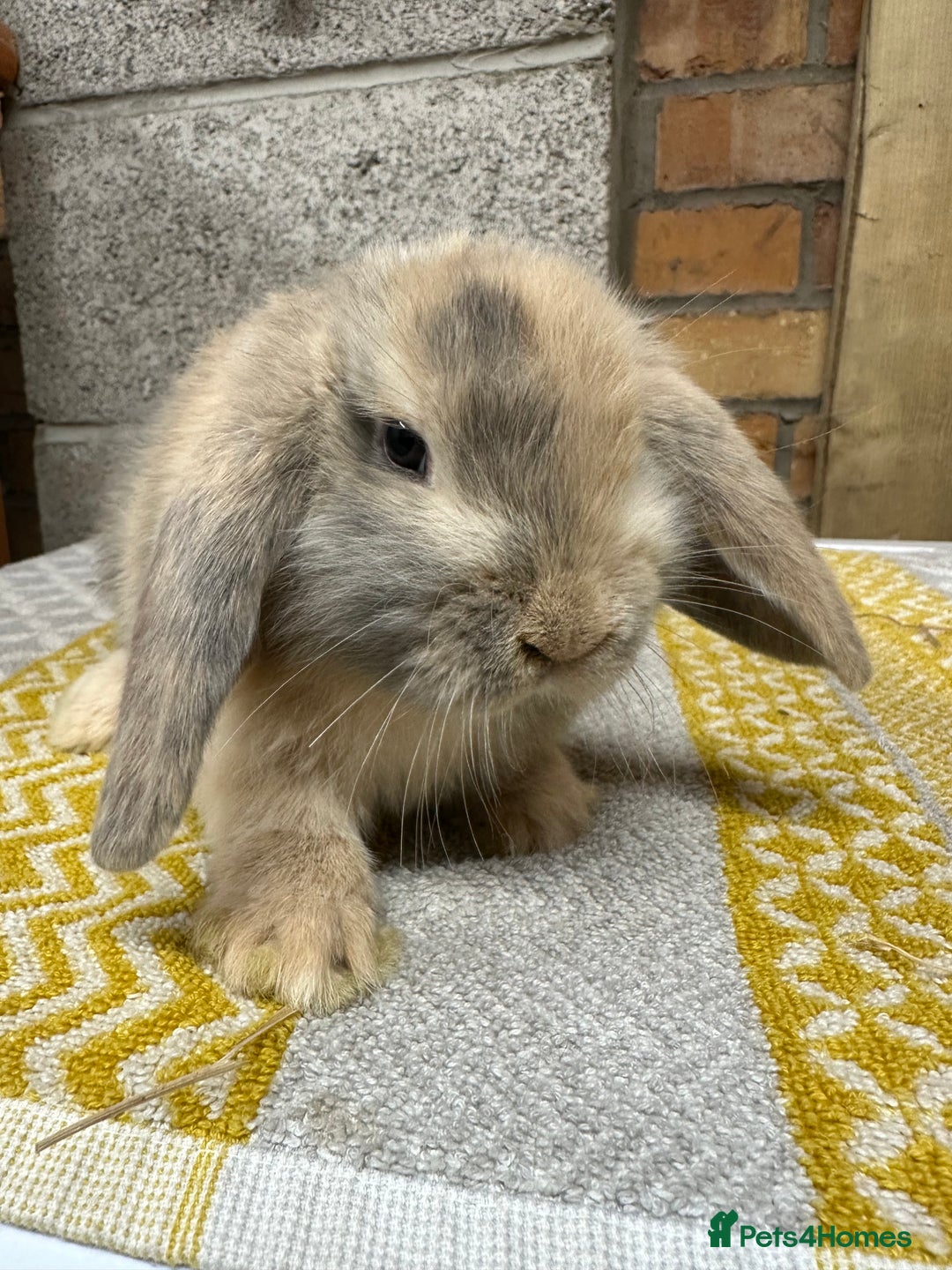 Mini Lop rabbits for sale: Mini Lop Rabbits For Sale  - Advert 20