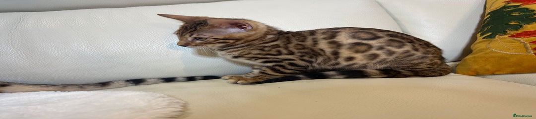 Bengal Kitten 1