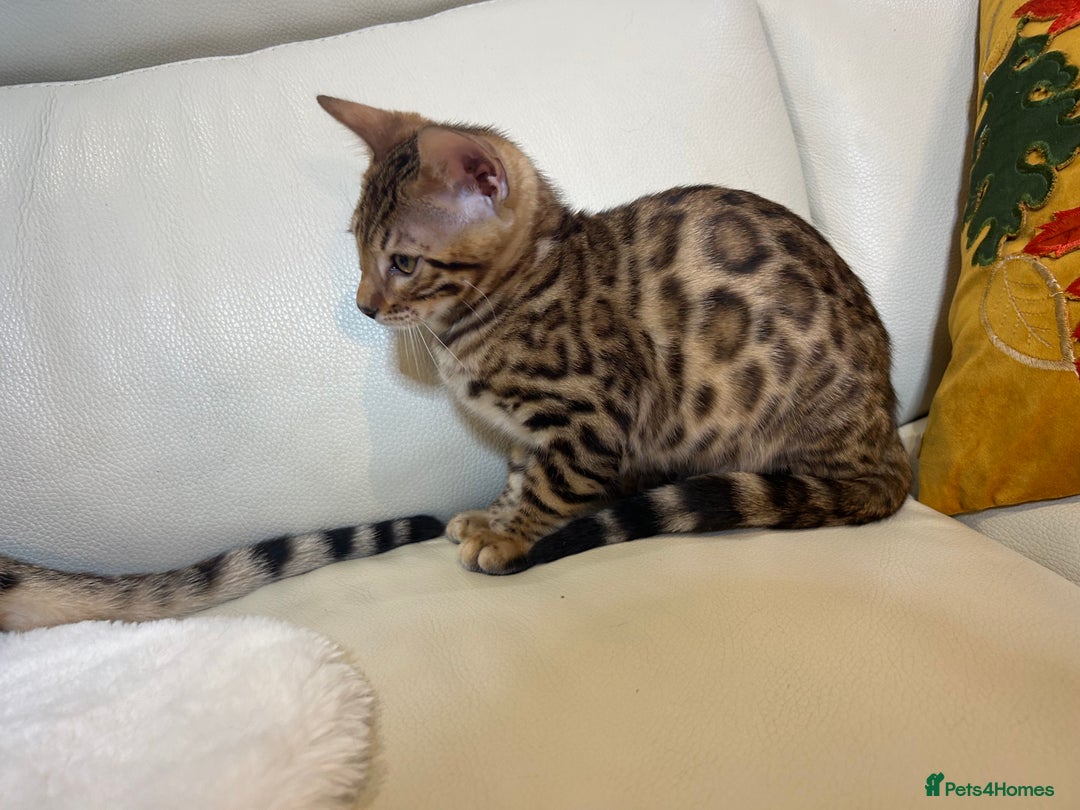 Bengal cats for sale: Bangal Kittens  - Image 5