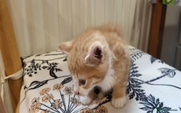 European cats for sale: Beatifull kittens looking good a home - Image 7
