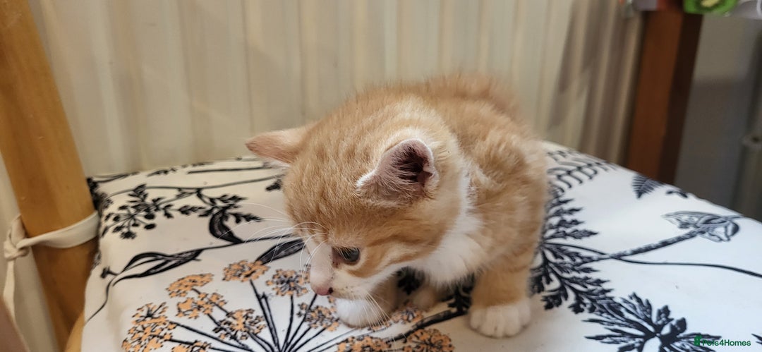 European cats for sale: Beatifull kittens looking good a home - Image 7