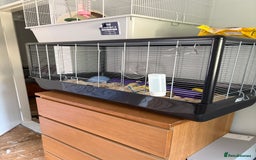 Mouse rodents for sale: Mouse and cage for sale.  - Image 4