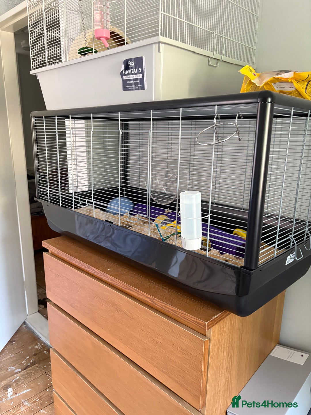 Mouse rodents for sale: Mouse and cage for sale.  - Image 4