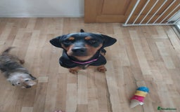 Mixed Breed dogs for adoption: Sky is looking for her forever home  - Image 6