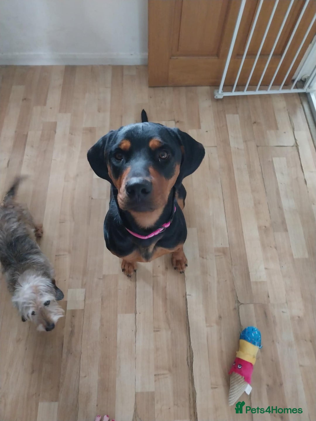 Mixed Breed dogs for adoption: Sky is looking for her forever home  - Image 6