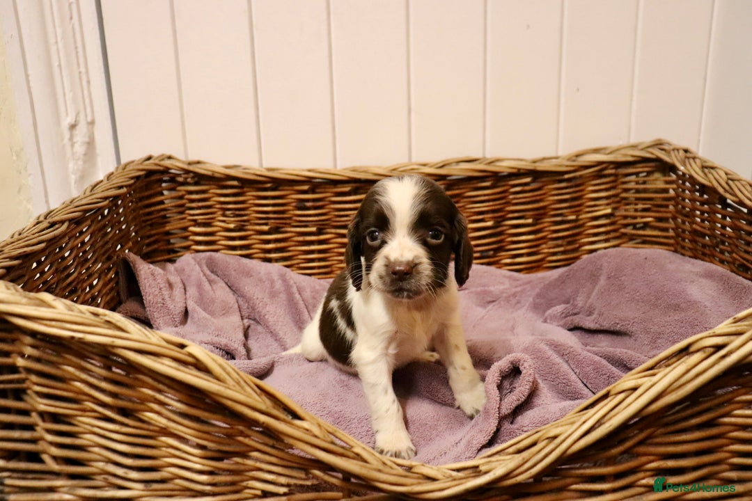 English Springer Spaniel dogs for sale: Working Bred Springer Spaniel Puppies For Sale.  - Image 6