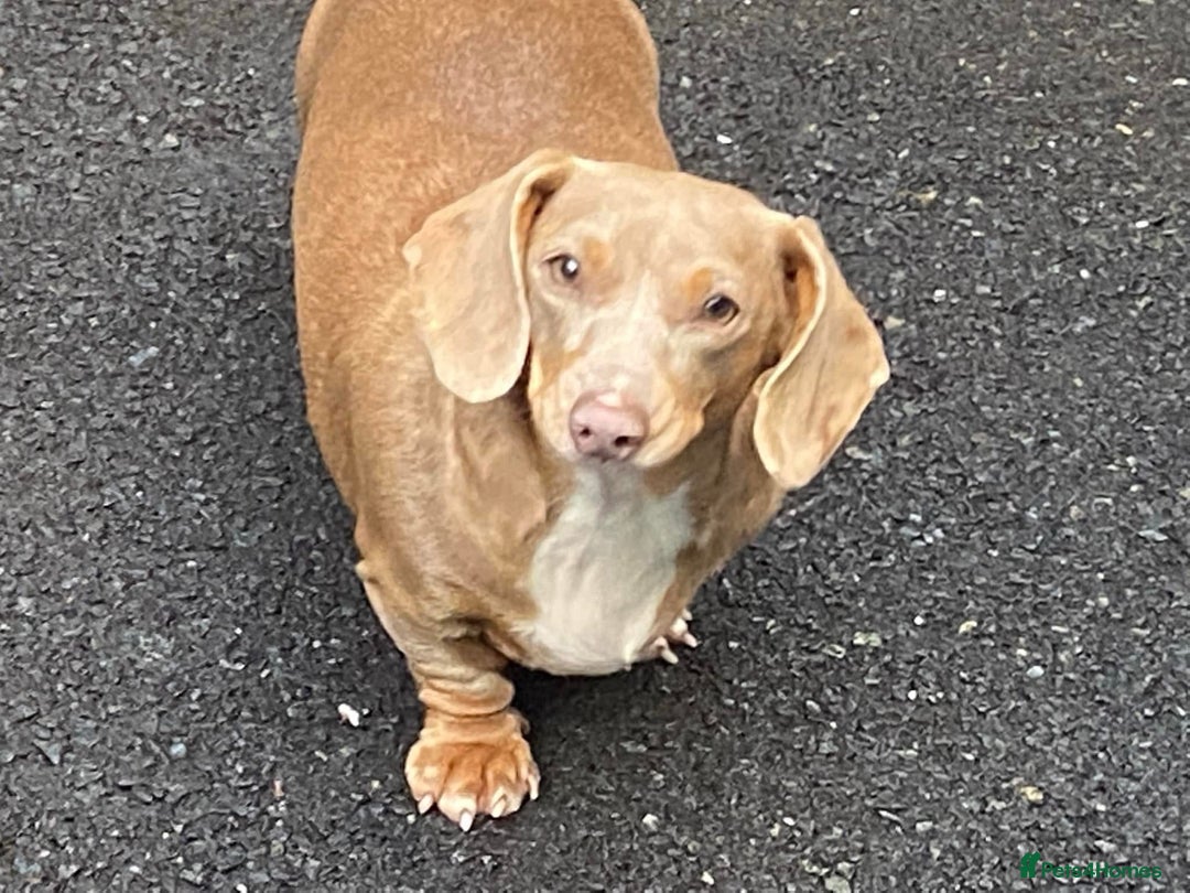 Miniature Dachshund dogs for sale: Kc Reg, Top Temperament, Boy and Girl - Image 6