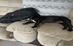 Mixed Breed dogs for sale: Skye  - Image 5