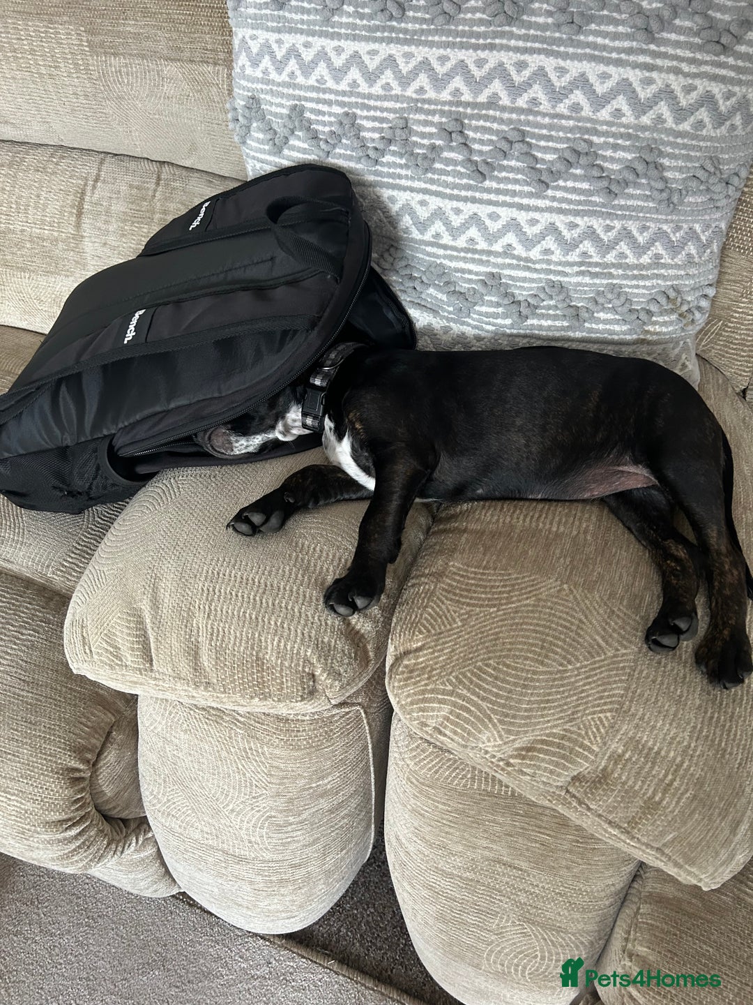 Mixed Breed dogs for sale: Skye  - Image 5