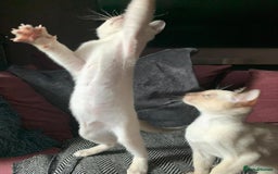 Siamese cats for sale:  First Generation Pedigree Tonkinese Kittens  - Image 6