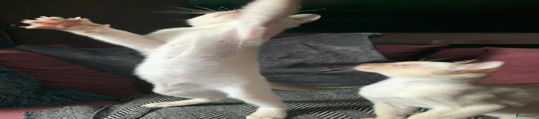 Siamese Kitten 5