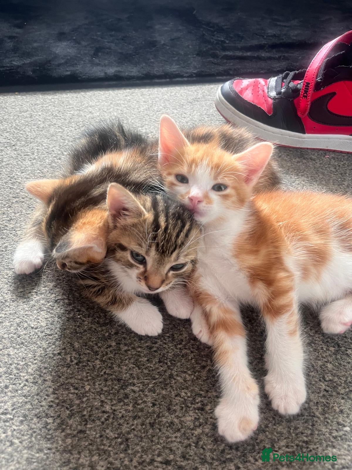 Domestic Shorthair cats Last girl left  - Advert 22