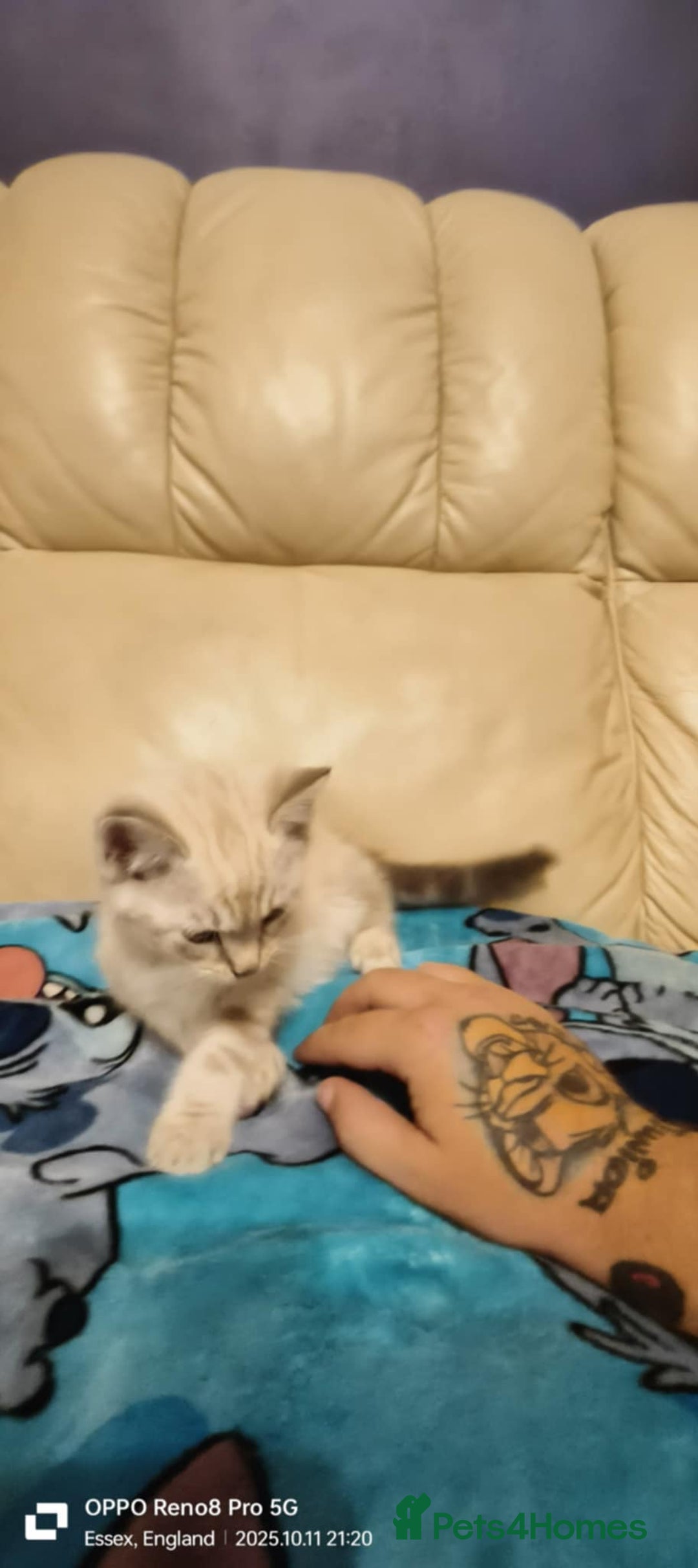 Ragdoll cats for sale: BEAUTIFUL RAGDOLL X  - Image 4