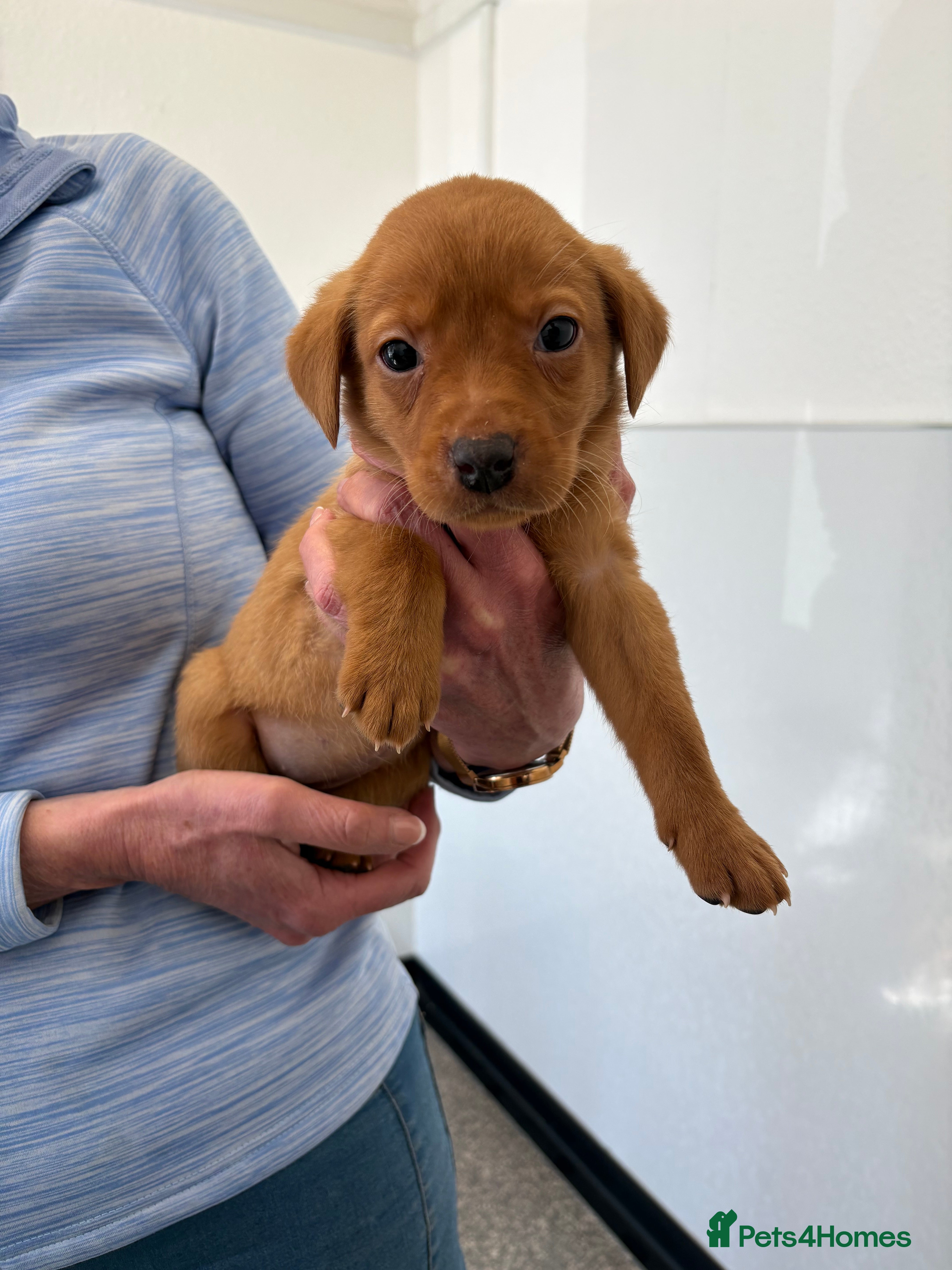 Labrador Retriever dogs Gorgeous Fox Red Labrador Puppies - Advert 2