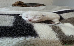 Mixed Breed cats for sale: Lovely mixed kittens 🐱😻😽👌 - Advert 9