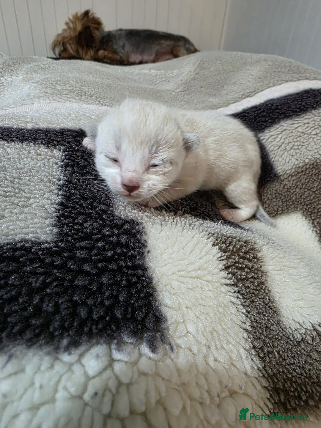 Mixed Breed cats for sale: Lovely mixed kittens 🐱😻😽👌 - Advert 9