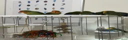 Lovebirds birds for sale: Bonded pairs of lovebirds for sale  in Northwich - Advert 3