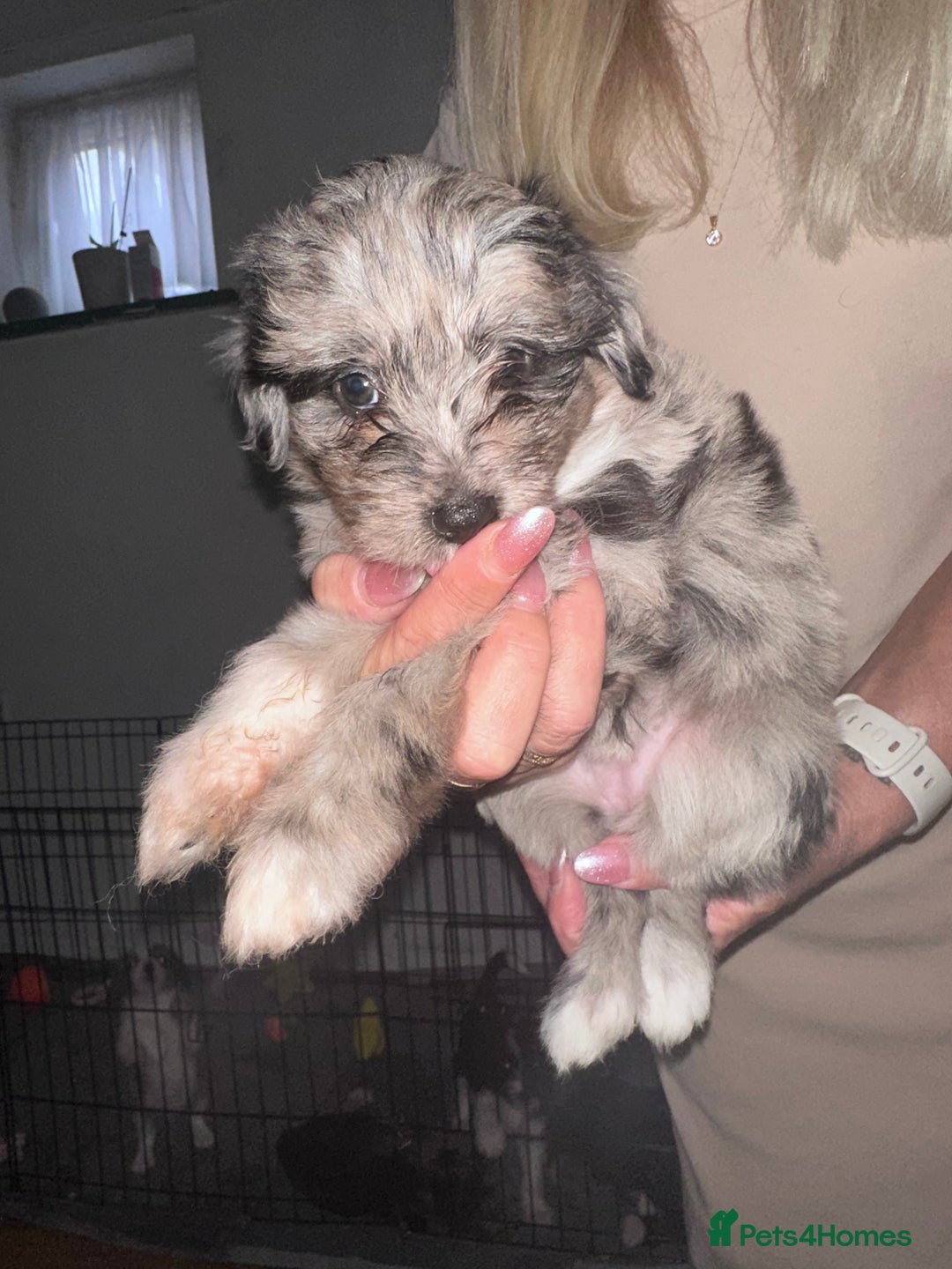 Mixed Breed dogs for sale: Blue Merle boarder collie crossed with a maltese - Image 5
