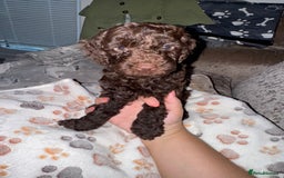 Cockapoo dogs for sale: F2 Cockapoo  - Image 1