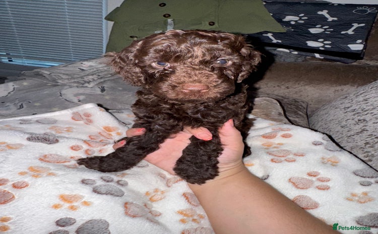 Cockapoo dogs - Advert 1