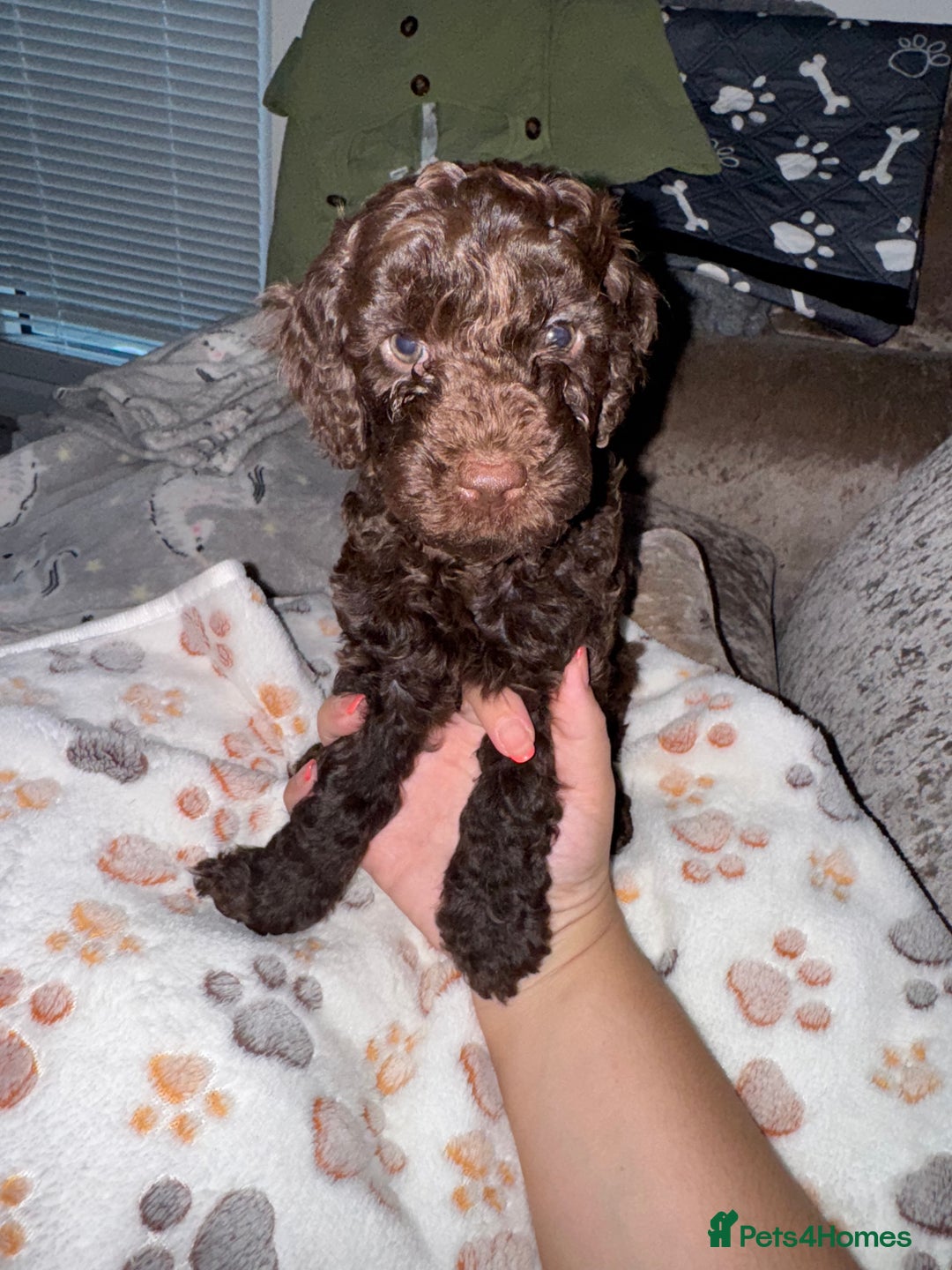 Cockapoo dogs for sale: F2 Cockapoo  - Image 1