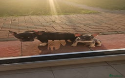French Bulldog dogs for sale: 4 month old frenchie  - Image 3