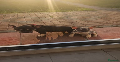 French Bulldog dogs - Advert 6
