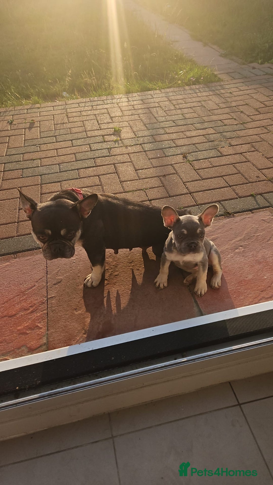 French Bulldog dogs for sale: 4 month old frenchie  - Image 3
