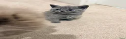British Shorthair cats for sale: 🎀 Last 2 beautiful baby girl kittens available 💕 - Advert 8