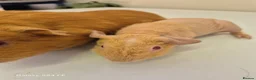 Guinea Pig rodents for sale: Male guinea and skinny pigs available  - Advert 7